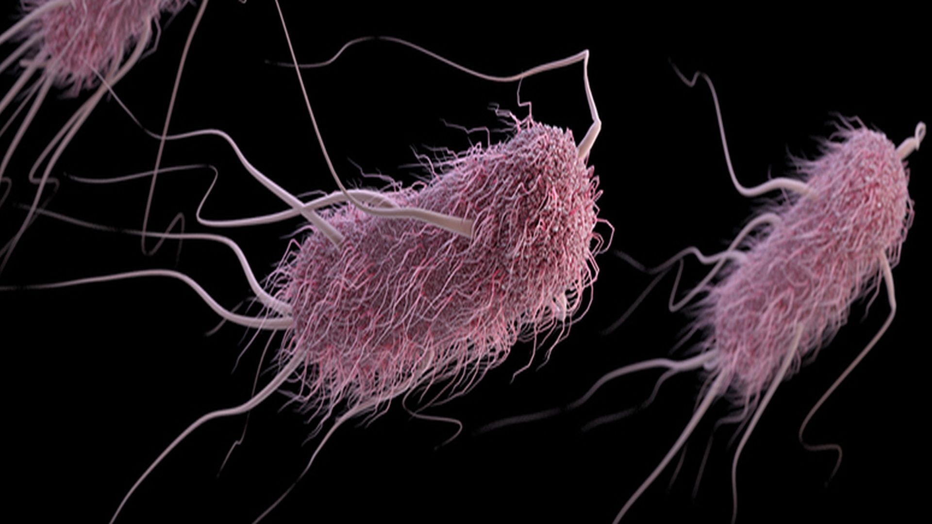 Escherichia coli enfeksiyonu: nedenleri, belirtileri ve tedavisi