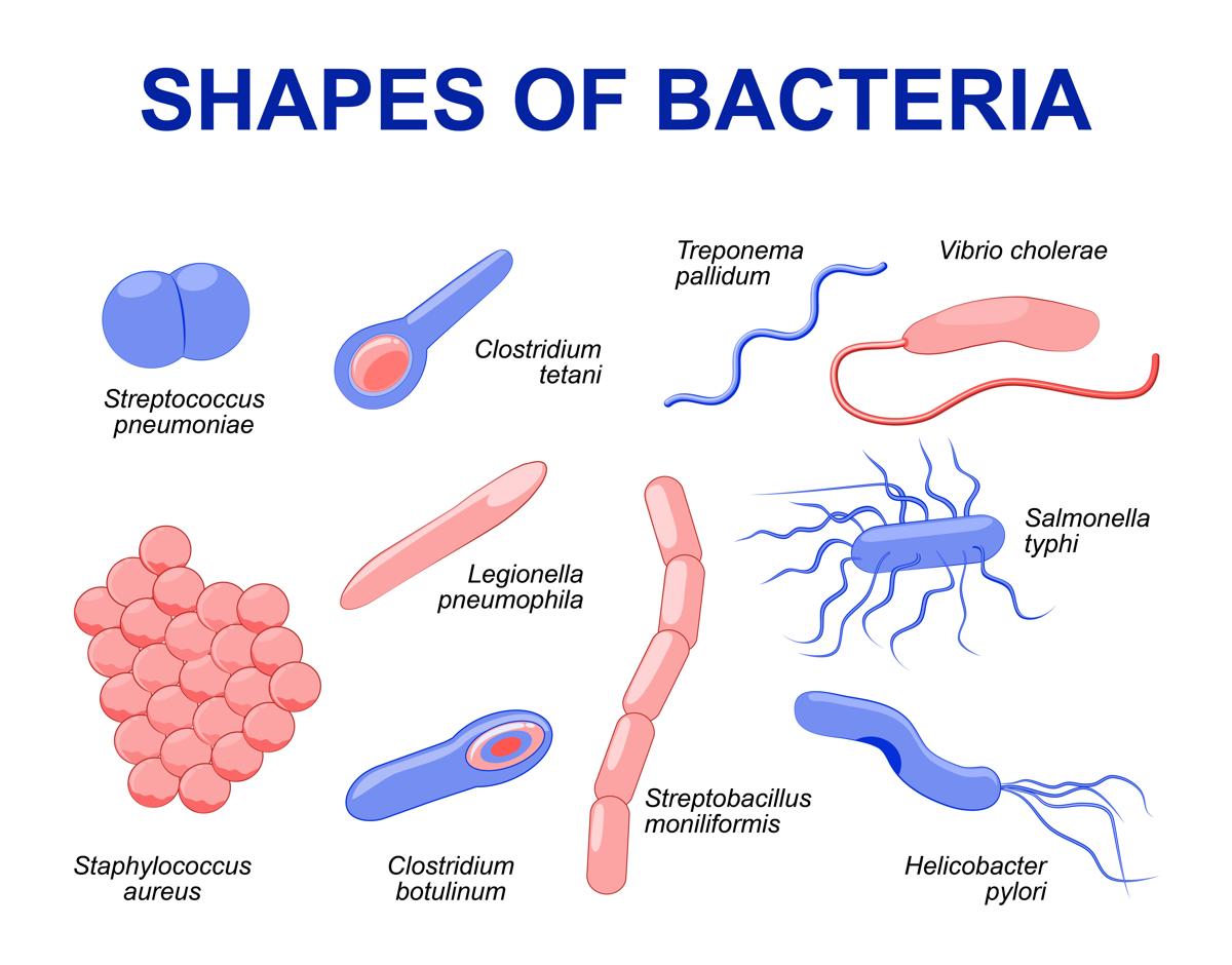 https://mdturk.com/wp-content/uploads/2020/11/1200-94798069-shapes-of-bacteria.jpg