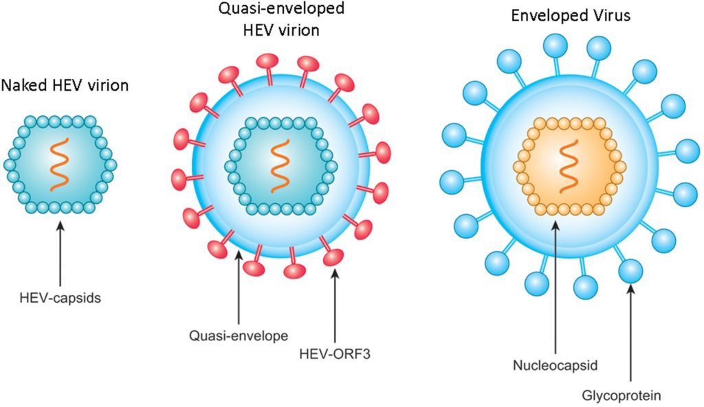 Hepatit E Virüsünün Yapısı