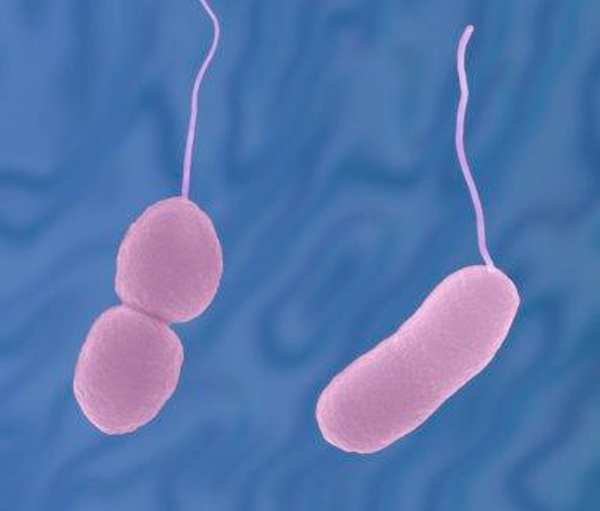 Vibrio parahaemolyticus nedir