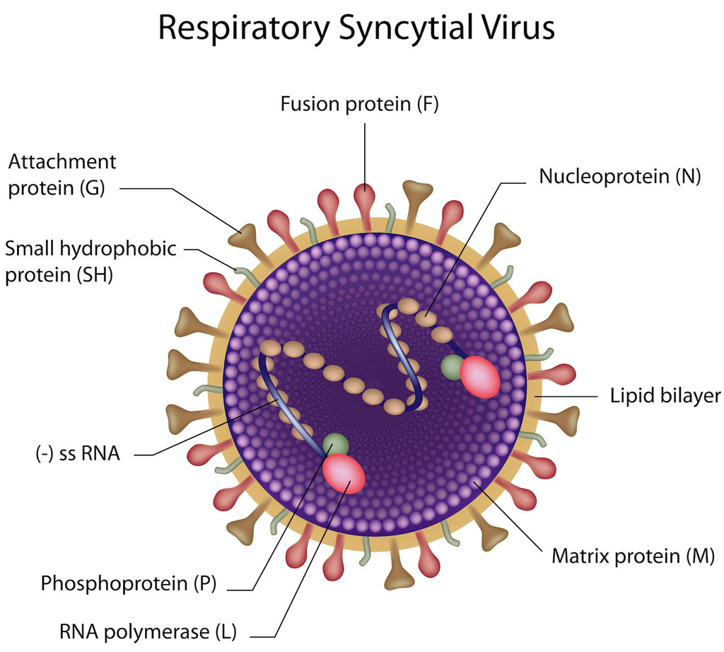 Solunum sinsitiyal virüsü (RSV)